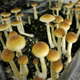 Magic mushrooms grown on a farm in central Netherlands.